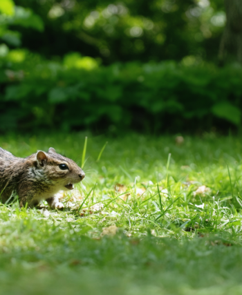 découvrez quel animal mystérieux creuse dans votre jardin sans laisser de monticule de terre visible. enquêtez avec nous sur ce phénomène intrigant et protégez votre espace vert.