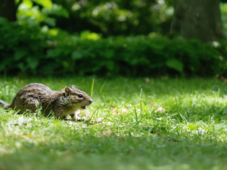 découvrez quel animal mystérieux creuse dans votre jardin sans laisser de monticule de terre visible. enquêtez avec nous sur ce phénomène intrigant et protégez votre espace vert.