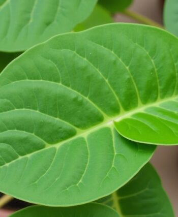 Philodendron hederaceum : Guide complet pour l'entretien, la multiplication et des astuces pratiques