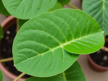 Philodendron hederaceum : Guide complet pour l'entretien, la multiplication et des astuces pratiques