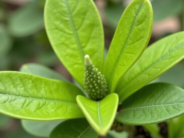 Pittosporum tenuifolium 'Kohuhu' : Guide complet pour sa culture et ses soins